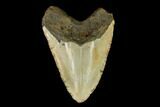 Fossil Megalodon Tooth - North Carolina #124958-2
